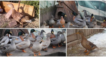 Jak chovat vábivé kachny a chovat kachňata, jak je krmit a top-6 plemen